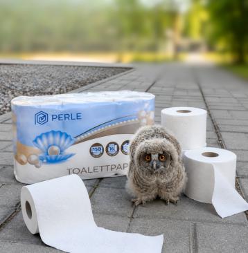 Bagolyfióka pottyant a Kft. udvarára - Forrás: Duna Papír Kft.