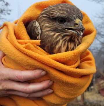 Ragadozómadarat mentettek kollégáink (Fotó:SZFB)