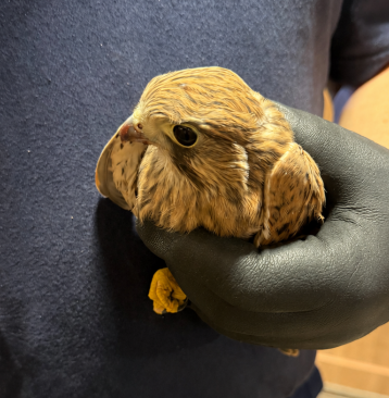 Vörös vércsét mentettek a tököli börtön munkatársai