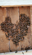 Szív alakot formáló méhek Fotó: Kató Attila bv. őrmester