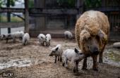 Az állampusztai mangalica mama kilenc kismalacot nevelget az Állatkertben - Fotó: BvOP