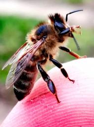 Pihenő méh Fotó: Kató Attila bv. őrmester