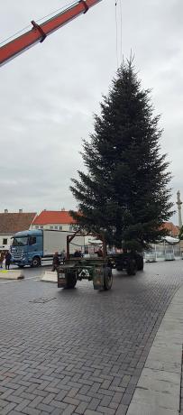 Egy börtönőr családjának kertjéből került ki Sopron karácsonyfája Fotó: Sopronkőhidai Fegyház és Börtön