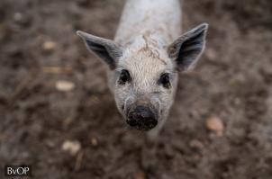 A fogvatartottak gondozásában nevelkedett mangalica mama most született börtönmalaca - Fotó: BvOP
