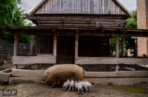 A fogvatartottak gondozásában nevelkedett mangalica mama és most született börtönmalacai - Fotó: BvOP