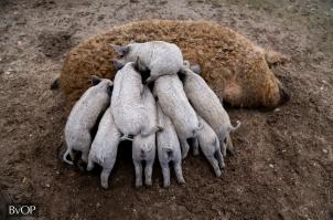 A fogvatartottak gondozásában nevelkedett mangalica mama és most született börtönmalacai - Fotó: BvOP