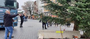 Egy börtönőr családjának kertjéből került ki Sopron karácsonyfája Fotó: Sopronkőhidai Fegyház és Börtön