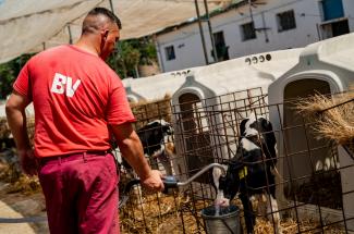 Kisbocit segítettek világra a rabok