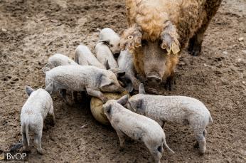 Az állampusztai mangalica mama kilenc kismalacot nevelget az Állatkertben - Fotó: BvOP