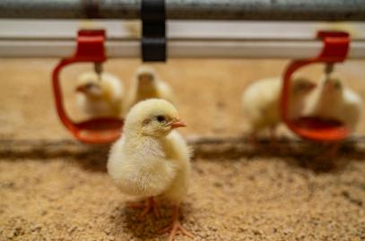 Naposcsibékkel gazdagodott az állampusztai csirketelep - Forrás: Állampusztai Kft.