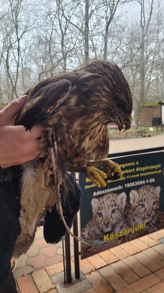 Ragadozómadarat mentettek kollégáink (Fotó:SZFB) Ragadozómadarat mentettek kollégáink (Fotó:SZFB)