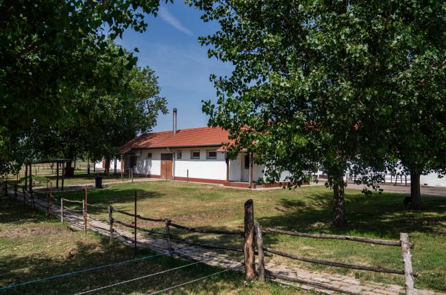  Juhnyírás a Fűzhalmi juhászatban