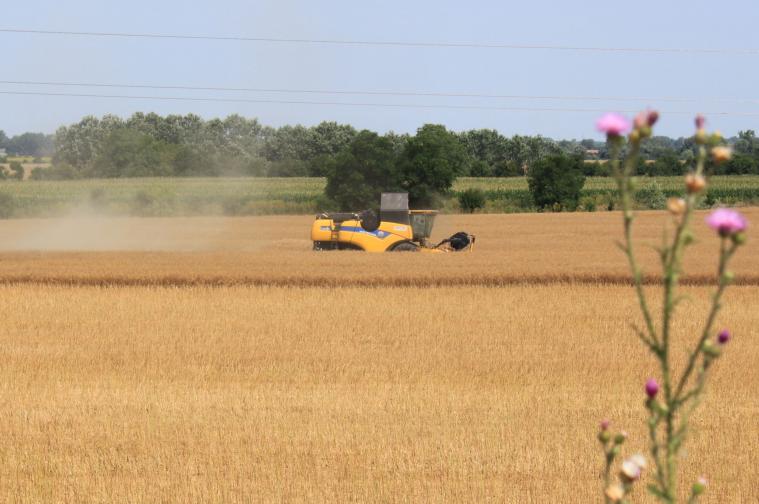  Hamarabb kezdődött az aratás a nagyfai földeken