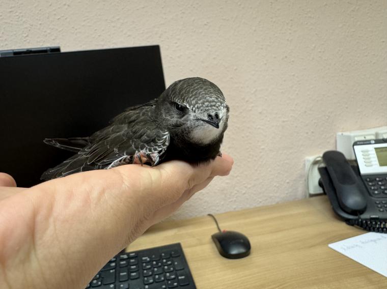 Kis fecskét mentettek a szolnoki börtön kollégái