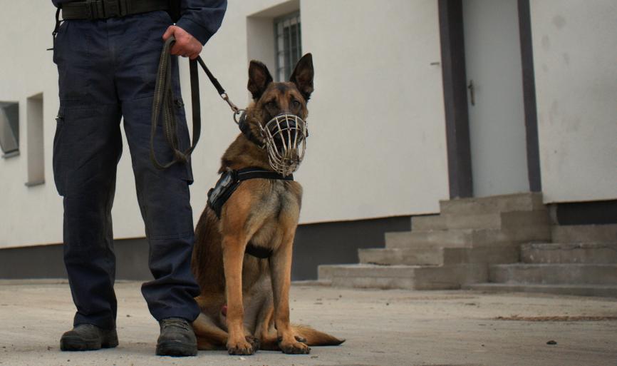 Nagy teherbírású, vastag, úgynevezett francia bundát kaptak a tököli intézet kutyatelepének munkatársai