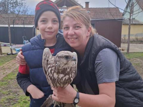 Ott segít, ahol tud - Kerecsensólymot mentett a BvEK szakápolója