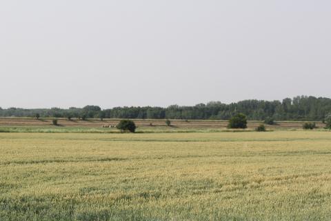 Zöldell a nagyfai határ