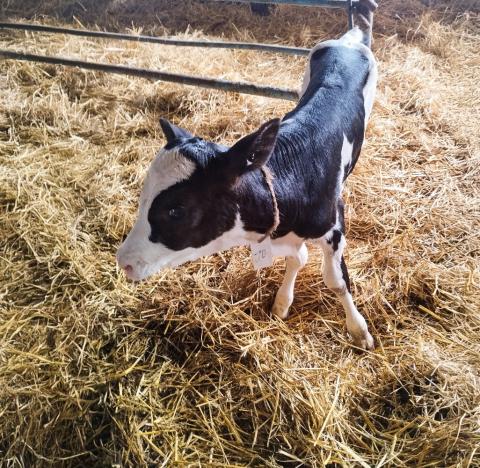 Kisbocit segítettek világra a rabok