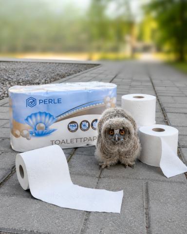 Bagolyfióka pottyant a Kft. udvarára - Forrás: Duna Papír Kft.