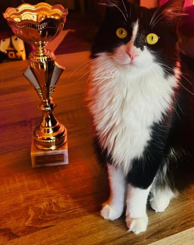 Interjú a Macskabíróval Interjú a Macskabíróval